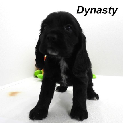 puppy, for, sale, Cocker Spaniel, Joe & Cherri  Overlease, dog, breeder, Miller, MO, dog-breeder, puppy-for-sale, forsale, nearby, find, puppyfind, locator, puppylocator, aca
